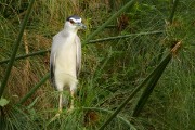 Night heron : 2014 Uganda